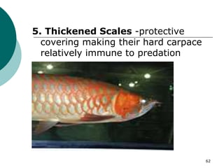 5. Thickened Scales -protective
covering making their hard carpace
relatively immune to predation
62
 