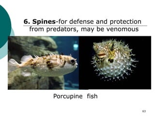 6. Spines-for defense and protection
from predators, may be venomous
Porcupine fish
63
 