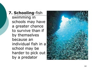7. Schooling-fish
swimming in
schools may have
a greater chance
to survive than if
by themselves
because an
individual fish in a
school may be
harder to pick out
by a predator
64
 