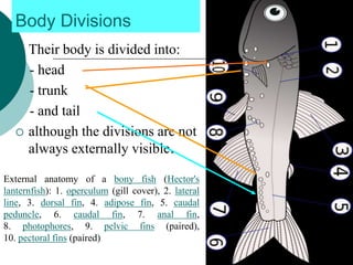 Body Divisions
 Their body is divided into:
- head
- trunk
- and tail
 although the divisions are not
always externally visible.
External anatomy of a bony fish (Hector's
lanternfish): 1. operculum (gill cover), 2. lateral
line, 3. dorsal fin, 4. adipose fin, 5. caudal
peduncle, 6. caudal fin, 7. anal fin,
8. photophores, 9. pelvic fins (paired),
10. pectoral fins (paired)
7
 