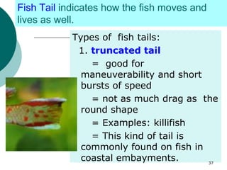 Fish Morphology: Key Body Parts and Adaptations