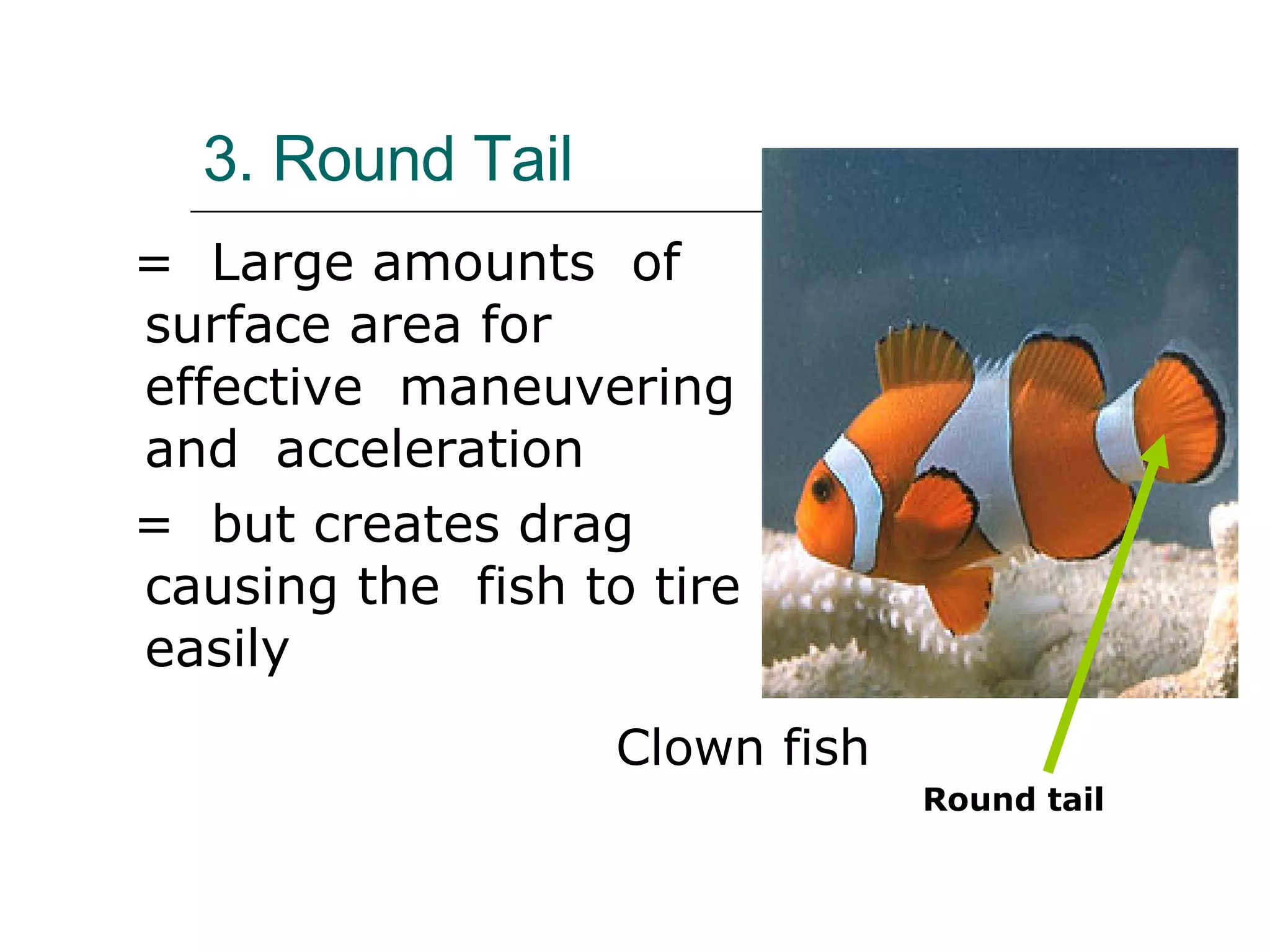 Fish Geometry Fish Morphology | PPT