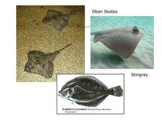 Oban Skates Stingray 