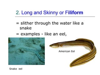 = slither through the water like a snake  = examples - like an eel, 2.  Long and Skinny or F iliform   American Eel  Snake  eel 