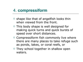 4.  compressiform   shape like that of angelfish looks thin when viewed from the front.  This body shape is well designed for making quick turns and quick bursts of speed over short distances.  Compressiform fish commonly live where there are many places to take refuge such as ponds, lakes, or coral reefs, or  They school together in shallow open waters.  