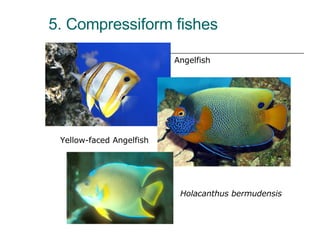 5. Compressiform fishes Angelfish  Yellow-faced Angelfish  Holacanthus bermudensis   