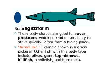 These body shapes are good for  rover predators , which depend on an ability to strike quickly--often from a hiding place.  "Arrow-like."  Example shown is a grass pickerel. Other fish with this body type include  pikes ,  gars ,  topminnows ,  killifish , needlefish, and barracuda.  6. Sagittiform  