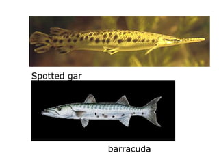 Spotted gar barracuda 