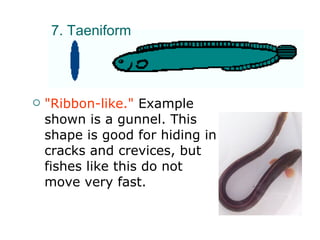 "Ribbon-like."  Example shown is a gunnel. This shape is good for hiding in cracks and crevices, but fishes like this do not move very fast.  7. Taeniform  