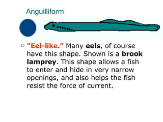 Anguilliform  "Eel-like."  Many  eels , of course have this shape. Shown is a  brook lamprey . This shape allows a fish to enter and hide in very narrow openings, and also helps the fish resist the force of current.  