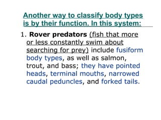 Another way to classify body types is by their function. In this system:   1.  Rover predators   (fish that more or less constantly swim about searching for prey)  include  fusiform body types , as well as salmon, trout, and bass;  they have pointed heads ,  terminal mouths ,  narrowed caudal peduncles , and  forked tails.   
