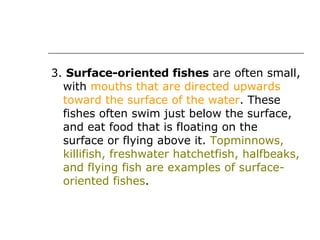 3.  Surface-oriented fishes  are often small, with  mouths that are directed upwards toward the surface of the water . These fishes often swim just below the surface, and eat food that is floating on the surface or flying above it.  Topminnows, killifish, freshwater hatchetfish, halfbeaks, and flying fish are examples of surface-oriented fishes .  
