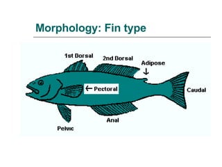 Morphology: Fin type 