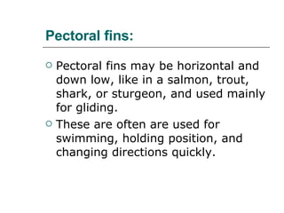 Pectoral fins:   Pectoral fins may be horizontal and down low, like in a salmon, trout, shark, or sturgeon, and used mainly for gliding.  These are often are used for swimming, holding position, and changing directions quickly.  