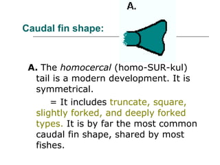 Caudal fin shape:   A.  The  homocercal  (homo-SUR-kul) tail is a modern development. It is symmetrical.  = It includes  truncate, square, slightly forked, and deeply forked types.  It is by far the most common caudal fin shape, shared by most fishes.  