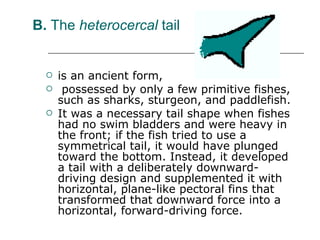 B.  The  heterocercal  tail is an ancient form, possessed by only a few primitive fishes, such as sharks, sturgeon, and paddlefish.  It was a necessary tail shape when fishes had no swim bladders and were heavy in the front; if the fish tried to use a symmetrical tail, it would have plunged toward the bottom. Instead, it developed a tail with a deliberately downward-driving design and supplemented it with horizontal, plane-like pectoral fins that transformed that downward force into a horizontal, forward-driving force.  