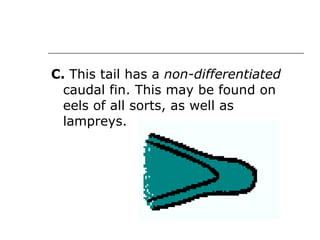 C.  This tail has a  non-differentiated  caudal fin. This may be found on eels of all sorts, as well as lampreys.  
