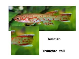Truncate  tail killifish 
