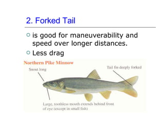 2. Forked Tail   is good for maneuverability and speed over longer distances.  Less drag 