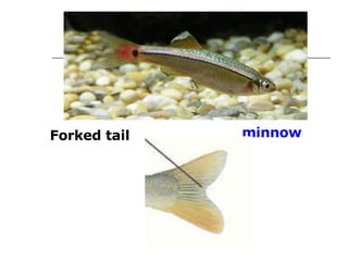 minnow Forked tail 