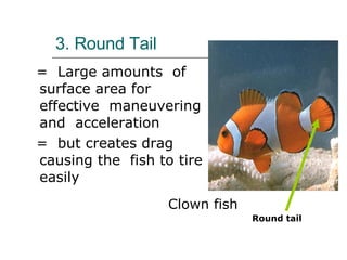3. Round Tail =  Large amounts  of surface area for  effective  maneuvering and  acceleration =  but creates drag causing the  fish to tire easily  Round tail Clown fish 