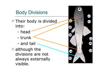 Body Divisions Their body is divided into: - head  - trunk  - and tail  although the divisions are not always externally visible.  