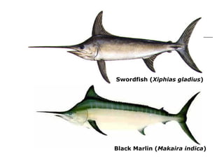 Swordfish ( Xiphias gladius )   Black Marlin ( Makaira indica ) 