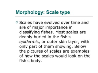 Morphology: Scale type Scales have evolved over time and are of major importance in classifying fishes. Most scales are deeply buried in the fish's  epidermis , or outer skin layer, with only part of them showing. Below the pictures of scales are examples of how the scales would look on the fish's body.  