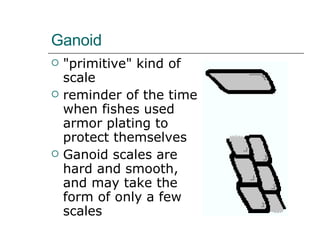 Ganoid  "primitive" kind of scale  reminder of the time when fishes used armor plating to protect themselves  Ganoid scales are hard and smooth, and may take the form of only a few scales  