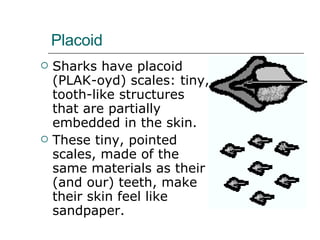Placoid  Sharks have placoid (PLAK-oyd) scales: tiny, tooth-like structures that are partially embedded in the skin.  These tiny, pointed scales, made of the same materials as their (and our) teeth, make their skin feel like sandpaper.  