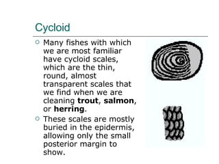 Cycloid  Many fishes with which we are most familiar have cycloid scales, which are the thin, round, almost transparent scales that we find when we are cleaning  trout ,  salmon , or  herring .  These scales are mostly buried in the epidermis, allowing only the small posterior margin to show.  