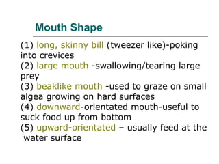 Mouth Shape (1)  long, skinny bill  (tweezer like)-poking into crevices  (2)  large mouth  -swallowing/tearing large prey  (3)  beaklike mouth  -used to graze on small algea growing on hard surfaces  (4)  downward -orientated mouth-useful to suck food up from bottom  (5)  upward-orientated  – usually feed at the  water surface 