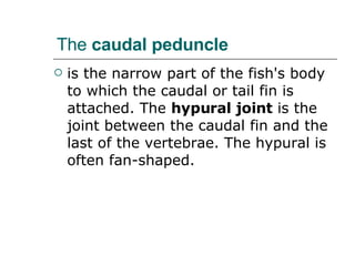 The  caudal peduncle is the narrow part of the fish's body to which the caudal or tail fin is attached. The  hypural joint  is the joint between the caudal fin and the last of the vertebrae. The hypural is often fan-shaped.  