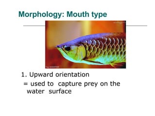 Morphology: Mouth type 1. Upward orientation = used to  capture prey on the  water  surface 