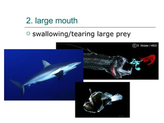 2. large mouth  swallowing/tearing large prey  