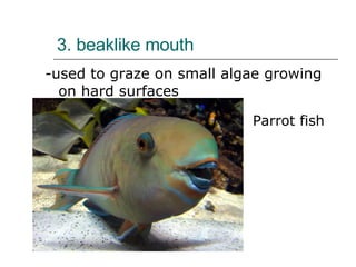3. beaklike mouth -used to graze on small algae growing on hard surfaces  Parrot fish 