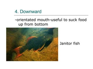 4. Downward -orientated mouth-useful to suck food up from bottom  Janitor fish 