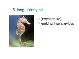 5. long, skinny bill  (tweezerlike) -poking into crevices  