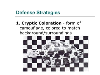 Defense Strategies   1. Cryptic Coloration  - form of camouflage, colored to match background/surroundings  