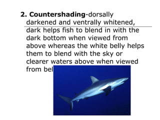 2. Countershading -dorsally darkened and ventrally whitened, dark helps fish to blend in with the dark bottom when viewed from above whereas the white belly helps them to blend with the sky or clearer waters above when viewed from below  