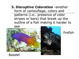 3. Disruptive Coloration  -another form of camouflage, colors and patterns (i.e.. presence of color stripes or bars) that break up the outline of a fish making it harder to see  Basslet firefish 