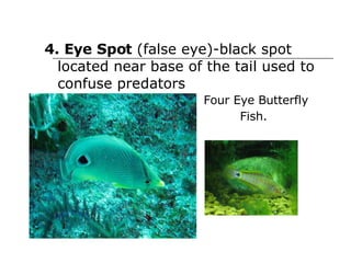 4. Eye Spot  (false eye)-black spot located near base of the tail used to confuse predators  Four Eye Butterfly Fish.   