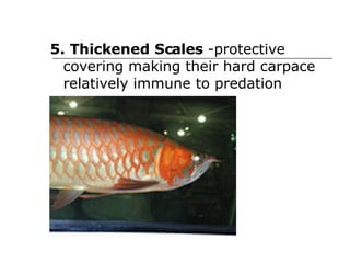 5. Thickened Scales  -protective covering making their hard carpace relatively immune to predation  