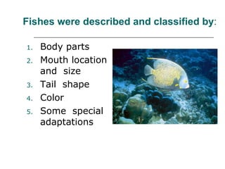 Body parts Mouth location and  size Tail  shape  Color Some  special adaptations Fishes were described and classified by : 