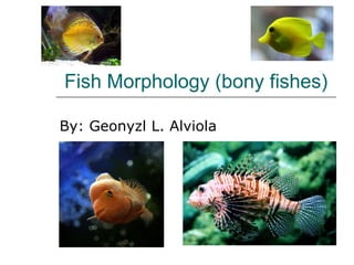 Fish Morphology (bony fishes) By: Geonyzl L. Alviola 