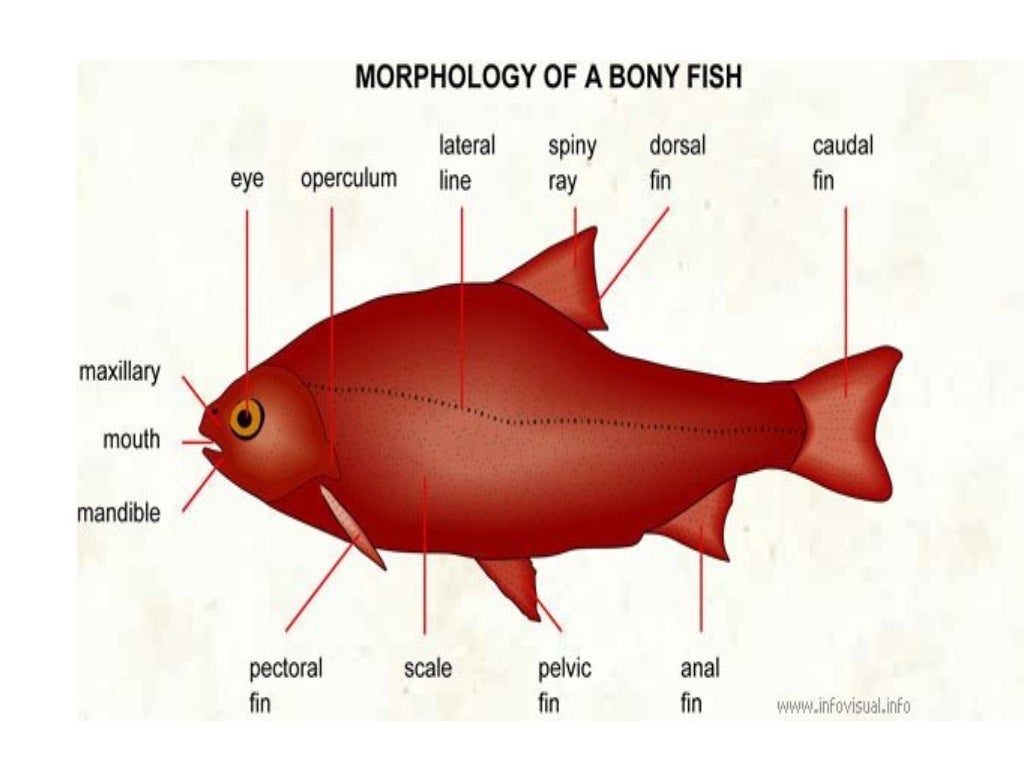 Fish Morphology
