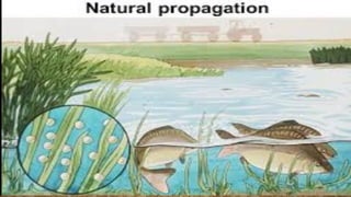 Fish-Propagation--Understanding-Natural--Semi-Natural--and-Artificial ...