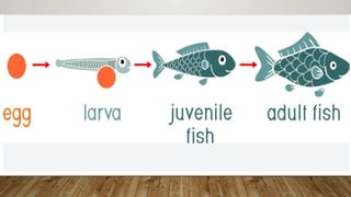 Fish-Propagation--Understanding-Natural--Semi-Natural--and-Artificial ...