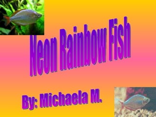 Neon Rainbow Fish By: Michaela M. 