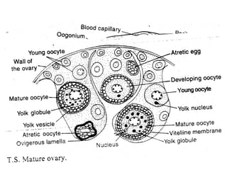 Fish-Reproduction-and-Development prewntation.pdf